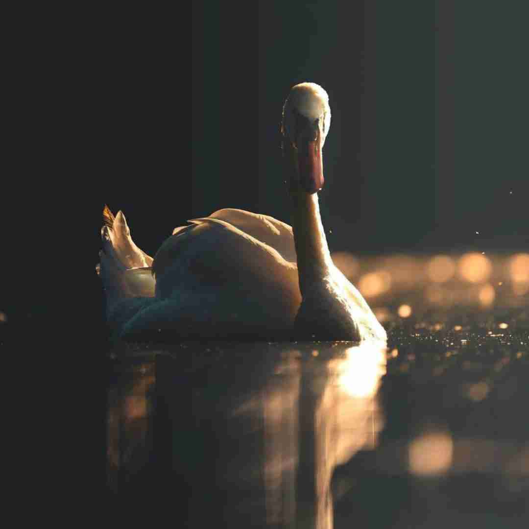 ایوب قلعه ارای منه فقیر و ناو دل تو جا نیه دی