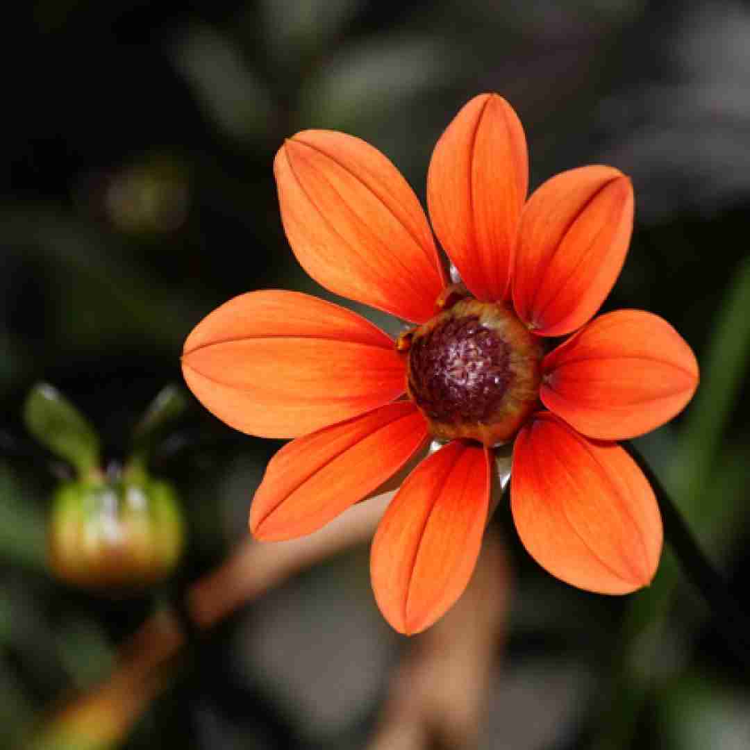  با تو قصه ام راسته چون پای تو تور قرمز بهم میگی خونه برس
