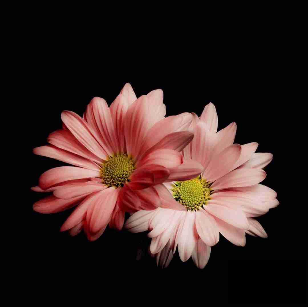 محلمون داداشی نوبنیاد تا قاراشی میام دم آواچی رو آپاچی