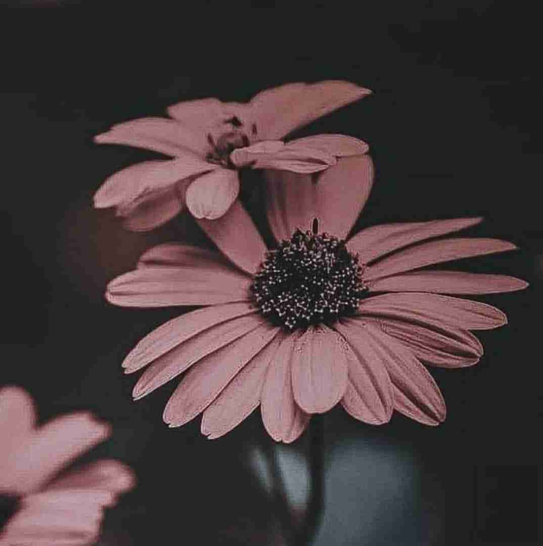  شاو و شاو دلم تنگه ای بغضه و موی بنده با صدای باب اسفنجی