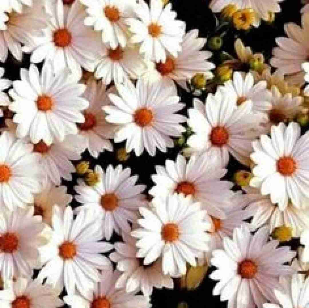  خود زانی نیرم مه باکی گشت کوشم خومیش و بانی صدای باب اسفنجی