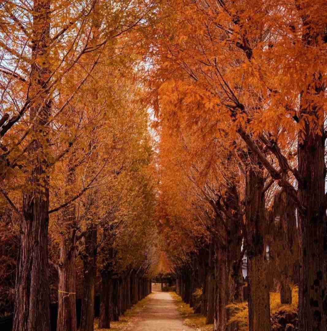 حلوه مابي مثلها الاسطورة جهاد سلیمان