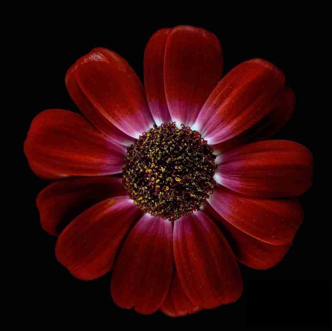  از تو باید میگذشتم ولی افسوس نتونستم