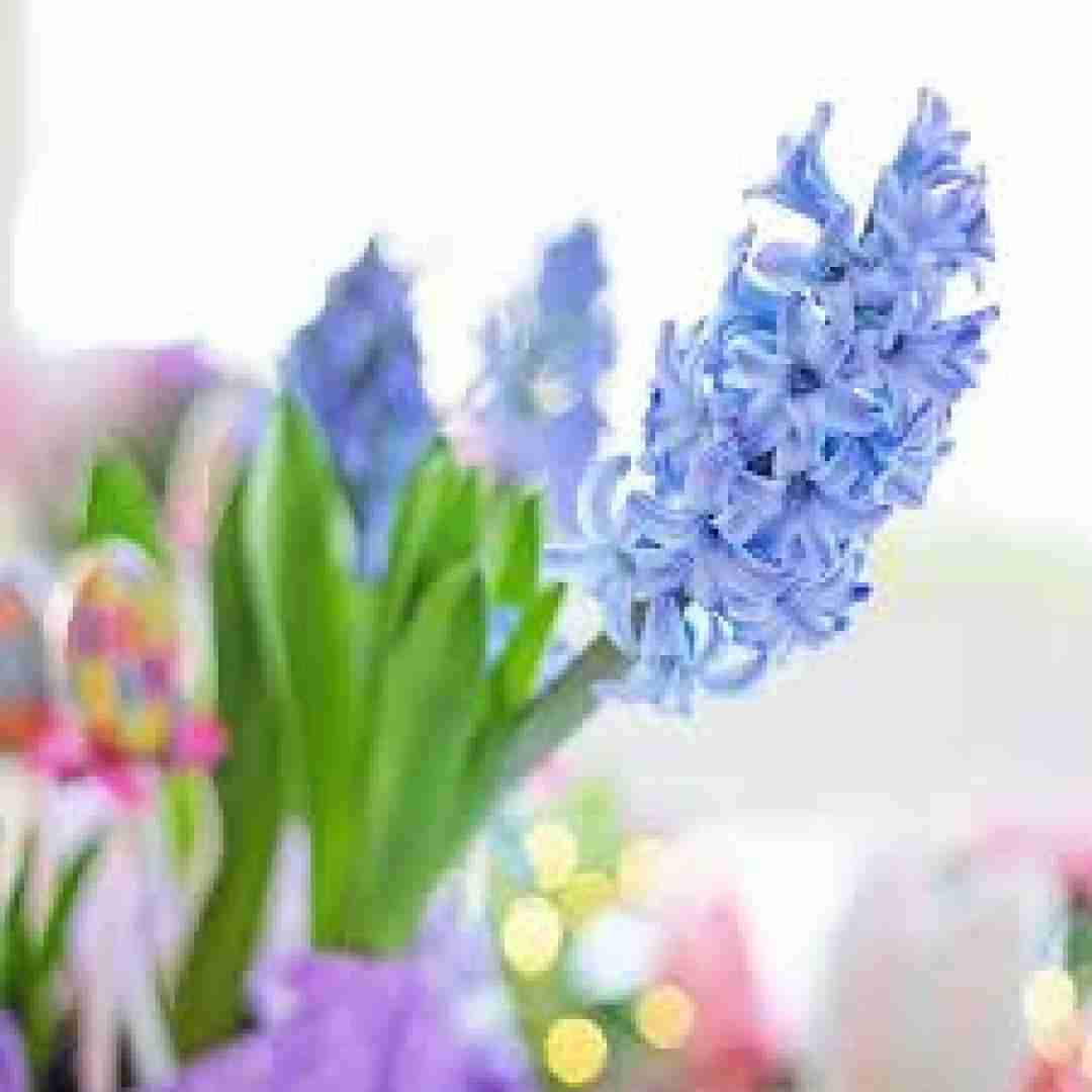  عربی حبه جنه انا عيشت فيها