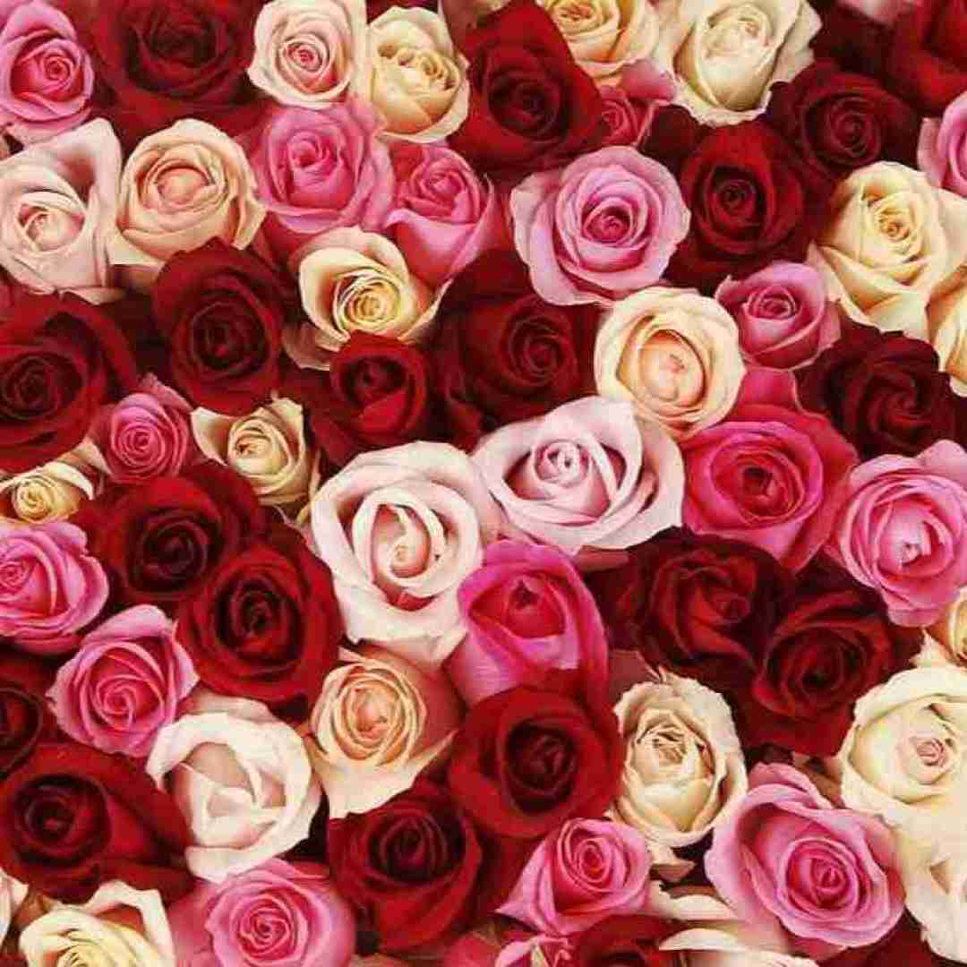  نفس نفس تو هوای تو قدم قدم با صدای زن