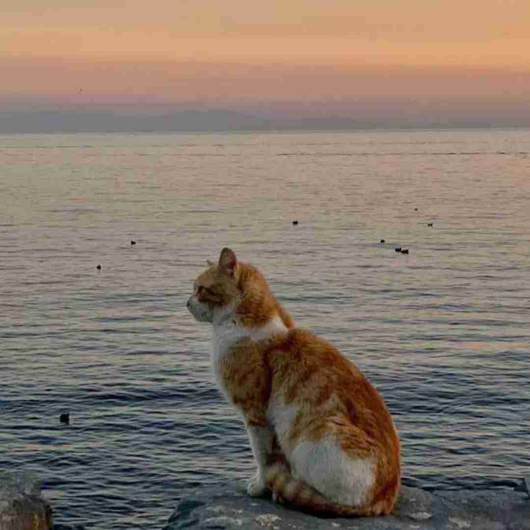  گنگ به تتو نی به مرامه