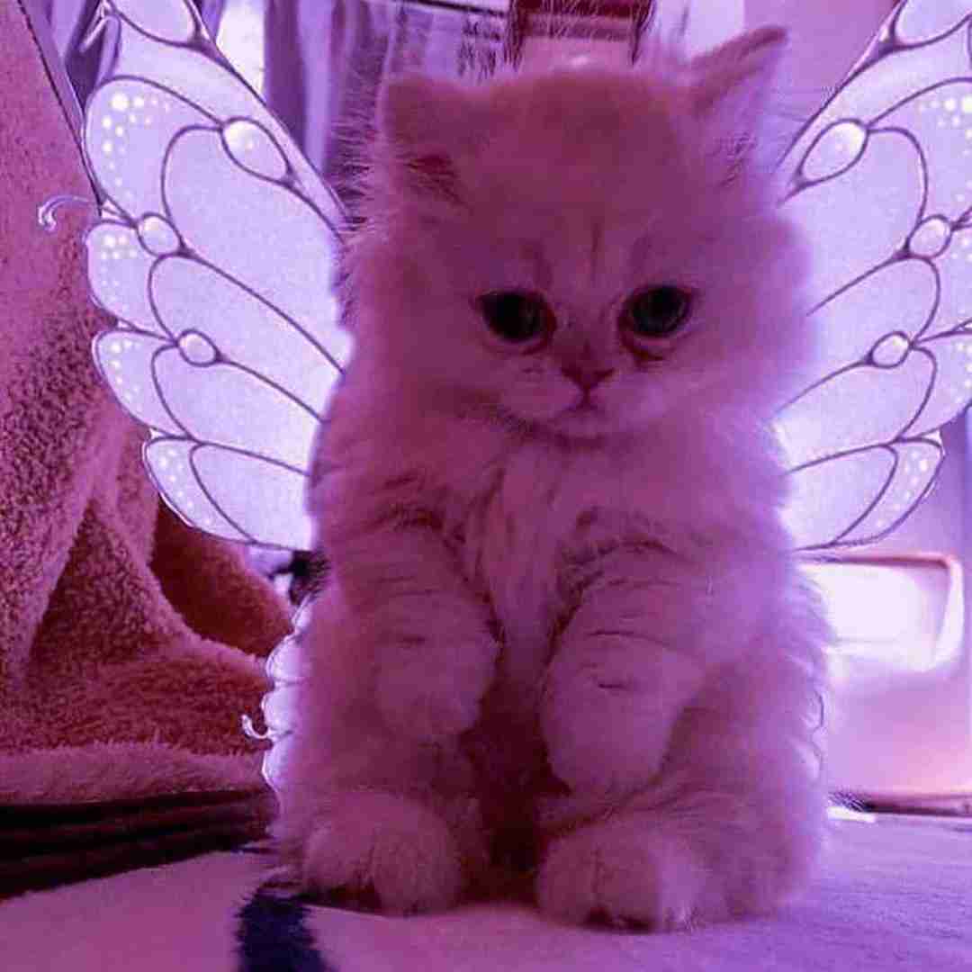  من دلم برای تو تنگ شده میفهمی با صدای مرد اینستاگرامی