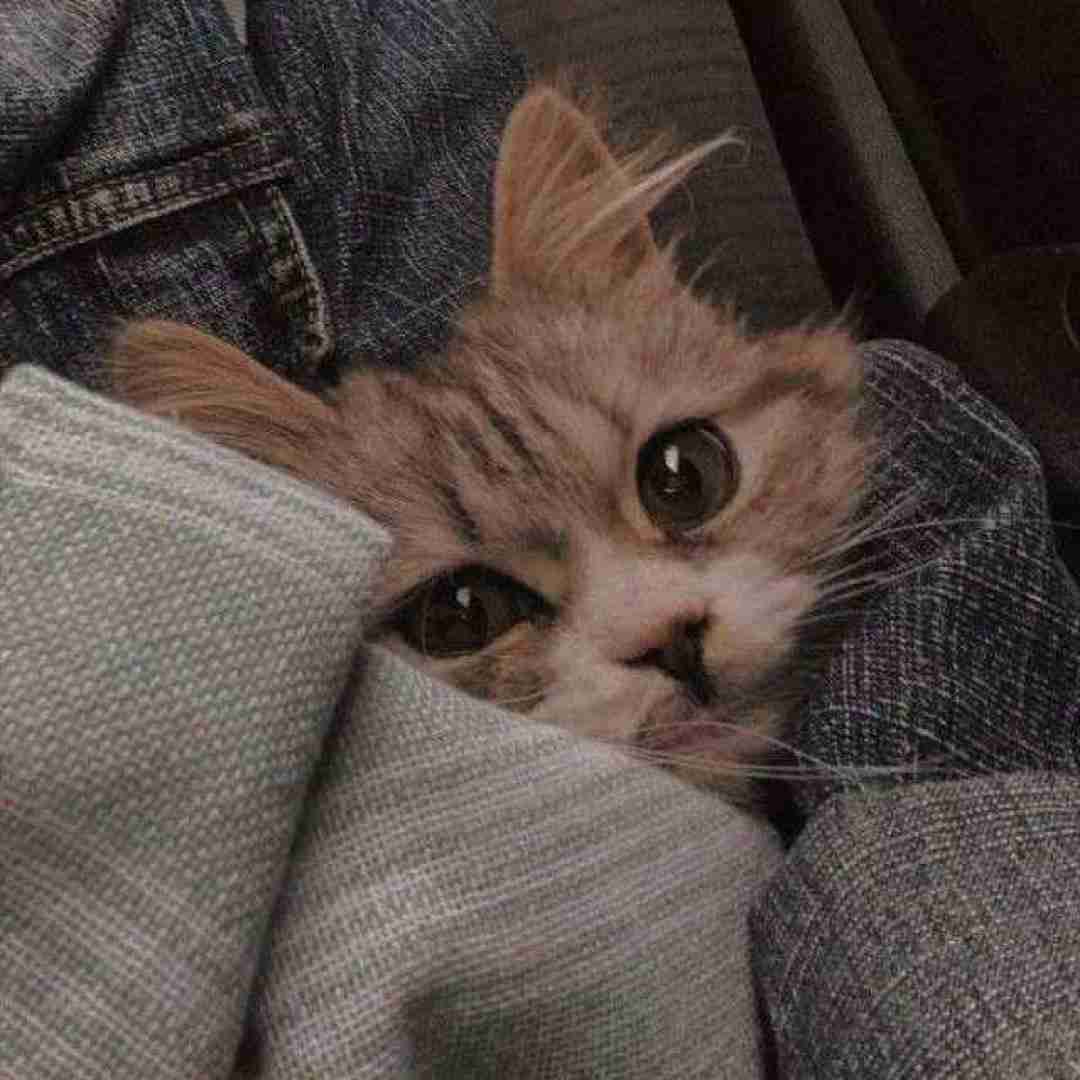 میراث آی دختر صحرا نیلوفر وای نیلوفر