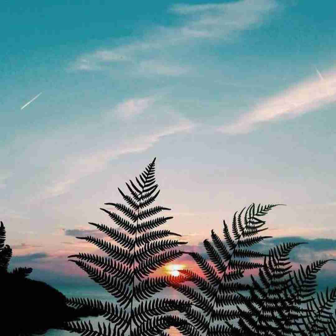 میراث مامان