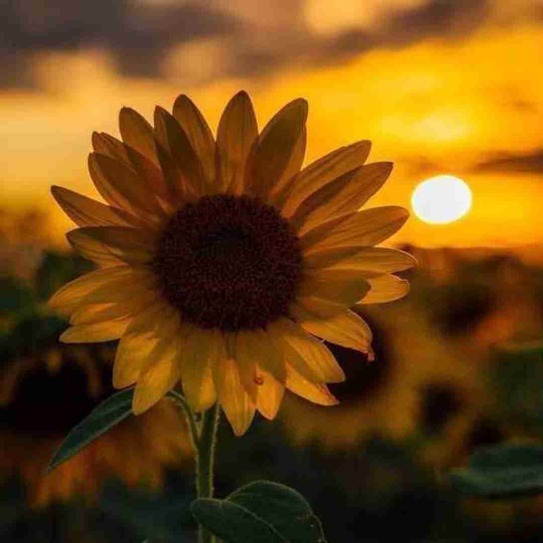  مثل کشتی زیر دریا با صدای مرد ورژن گیتار