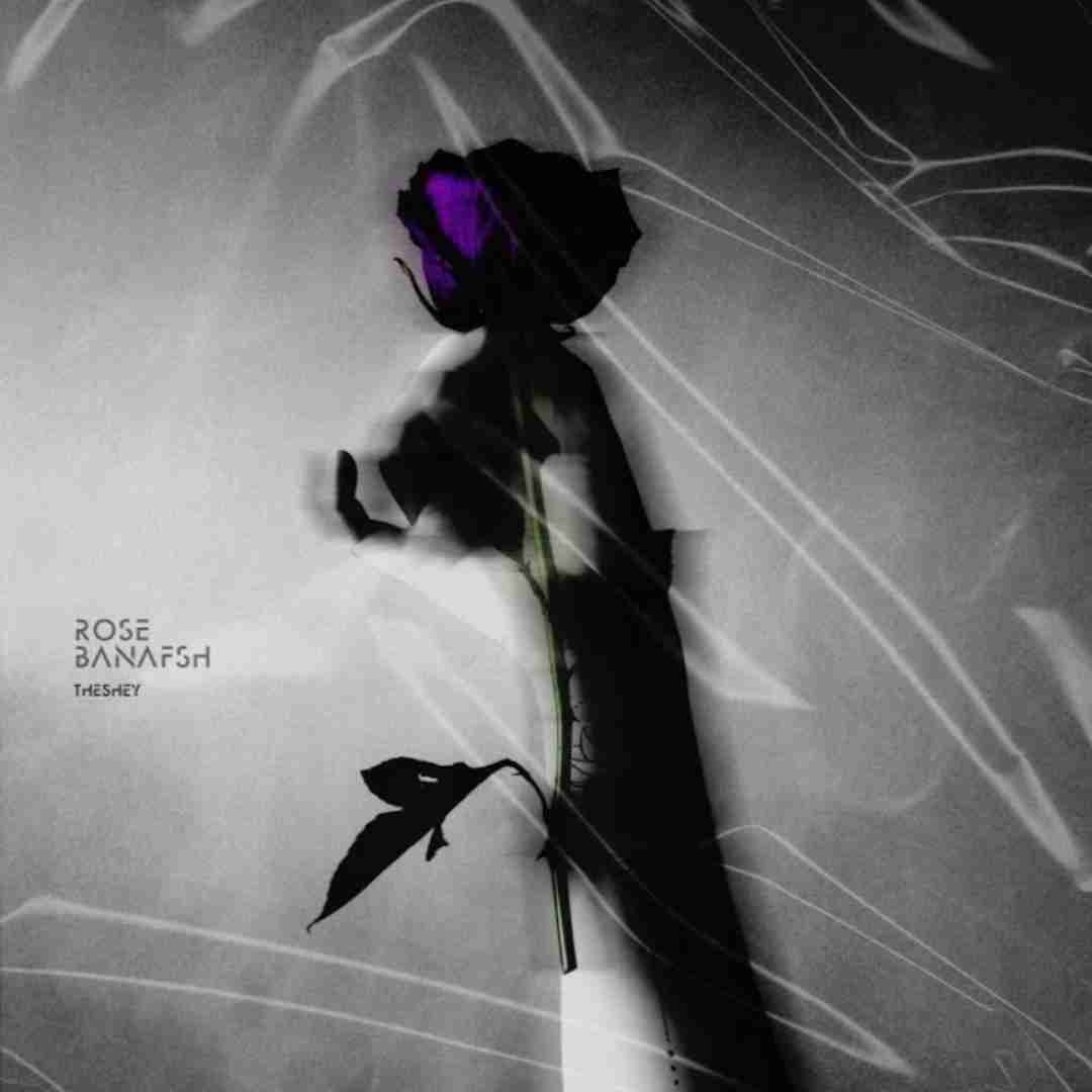 دشی رز بنفش