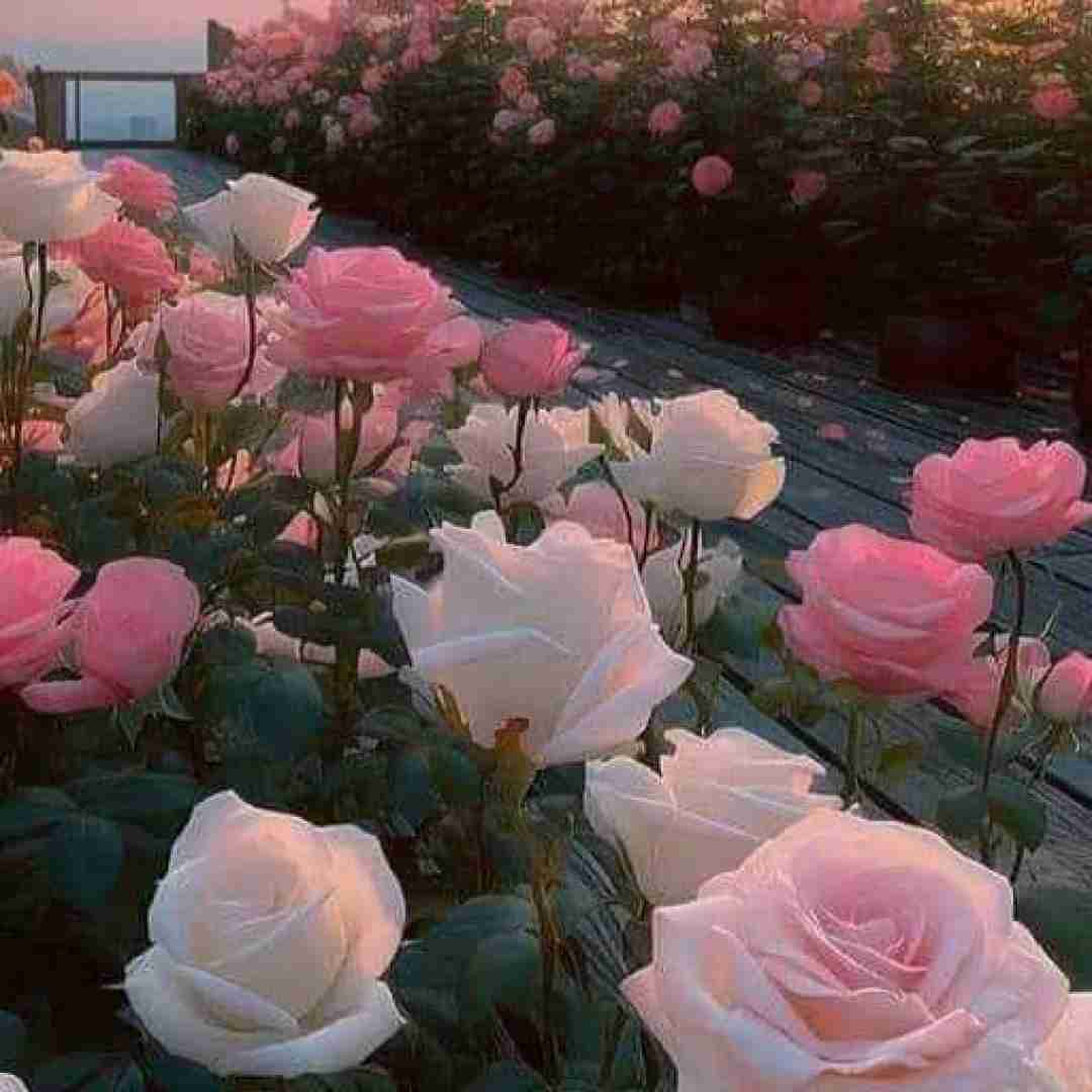  اصن واسه زنده موندنم نمیکنم تلاش