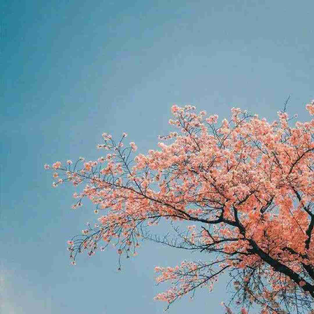  هرجوری قلبمو عقلمو جونمو بردی