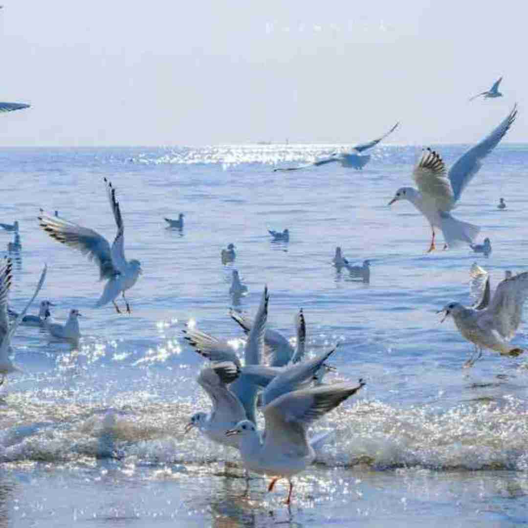  اگر مردی به نامردان نزن رو گل پژمرده ی (فرزاد سالاری)