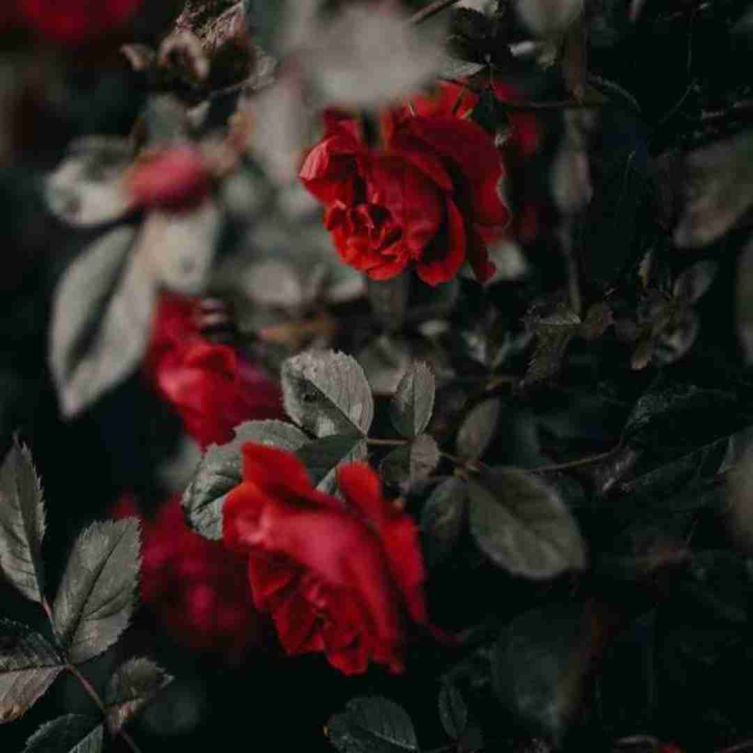  بازی در نیار رو مغزم نرو اگه از من بپرسی زندگی