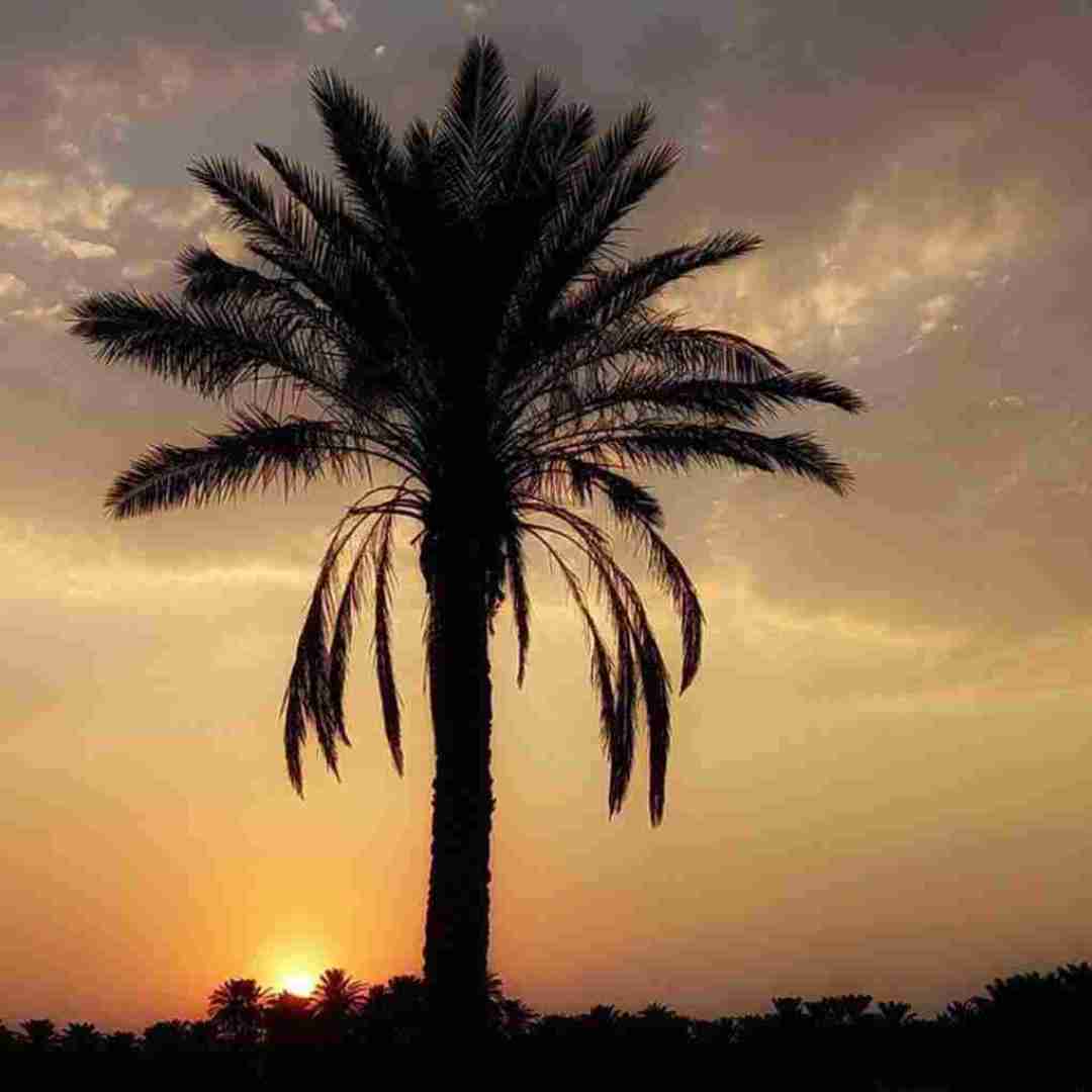 جز بغلت دیگه نمیخوام چیزی با صدای بچه