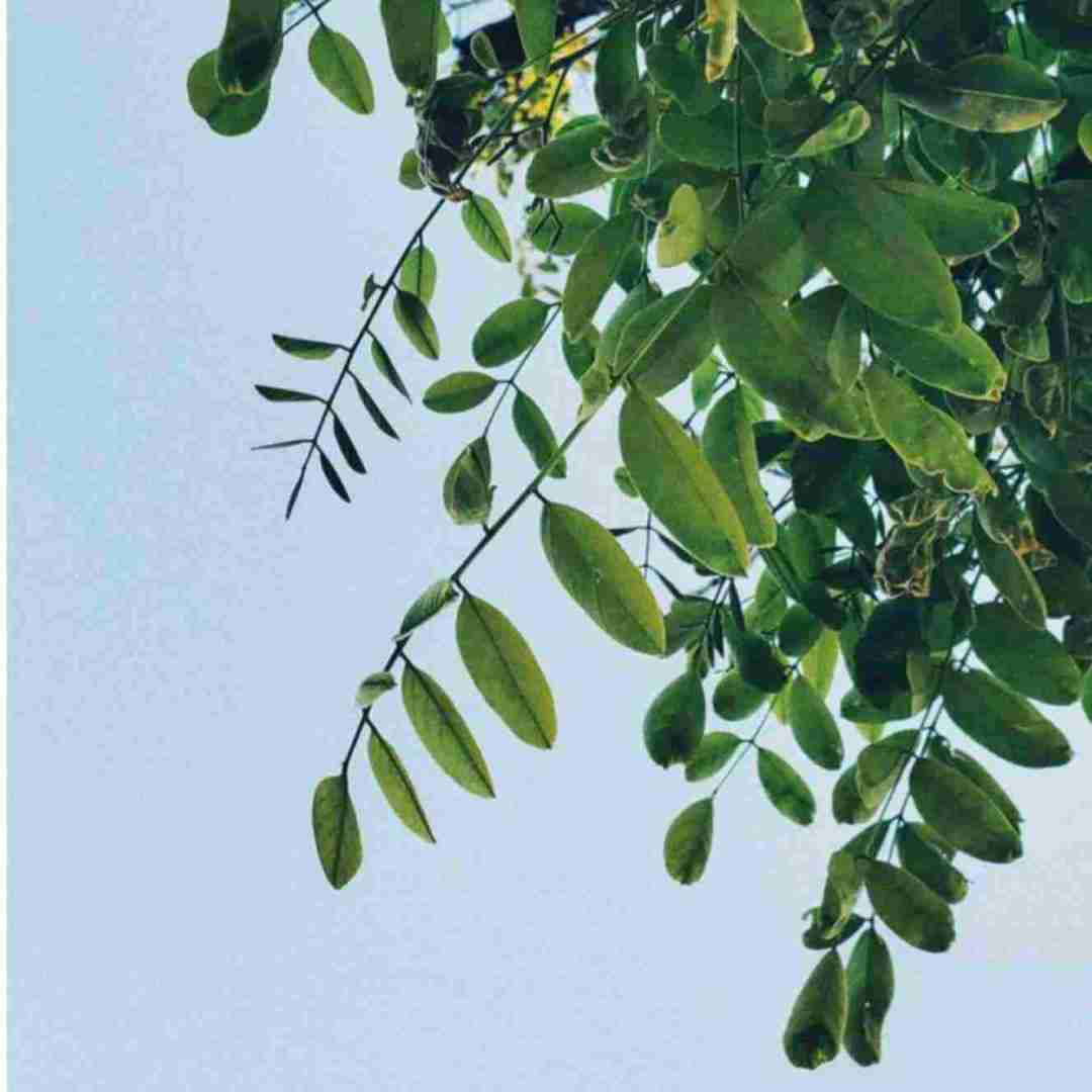 نزار بیشتر از این چشم به راهت با صدای بچه