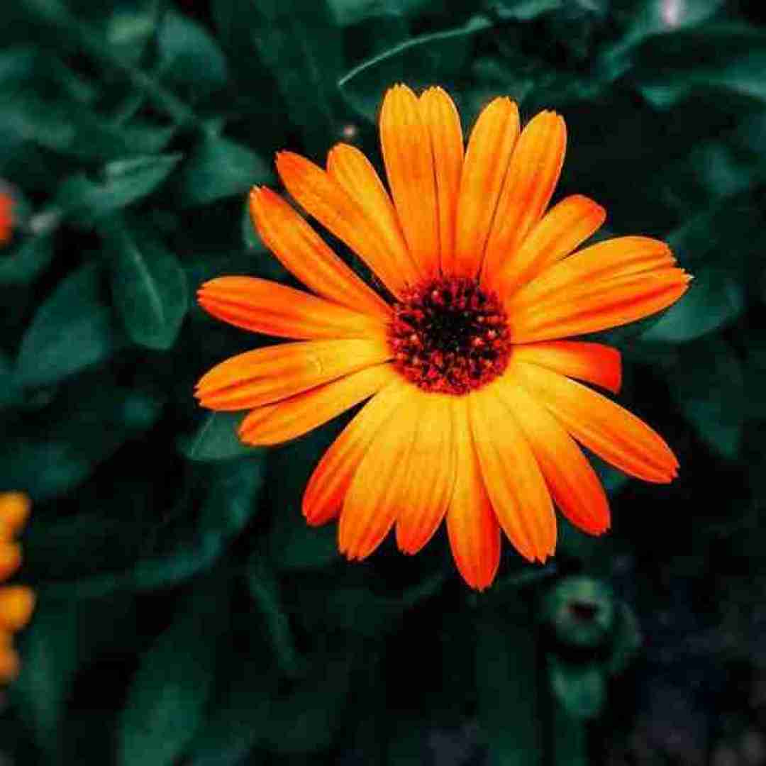  خوش به حال من که تو فال من