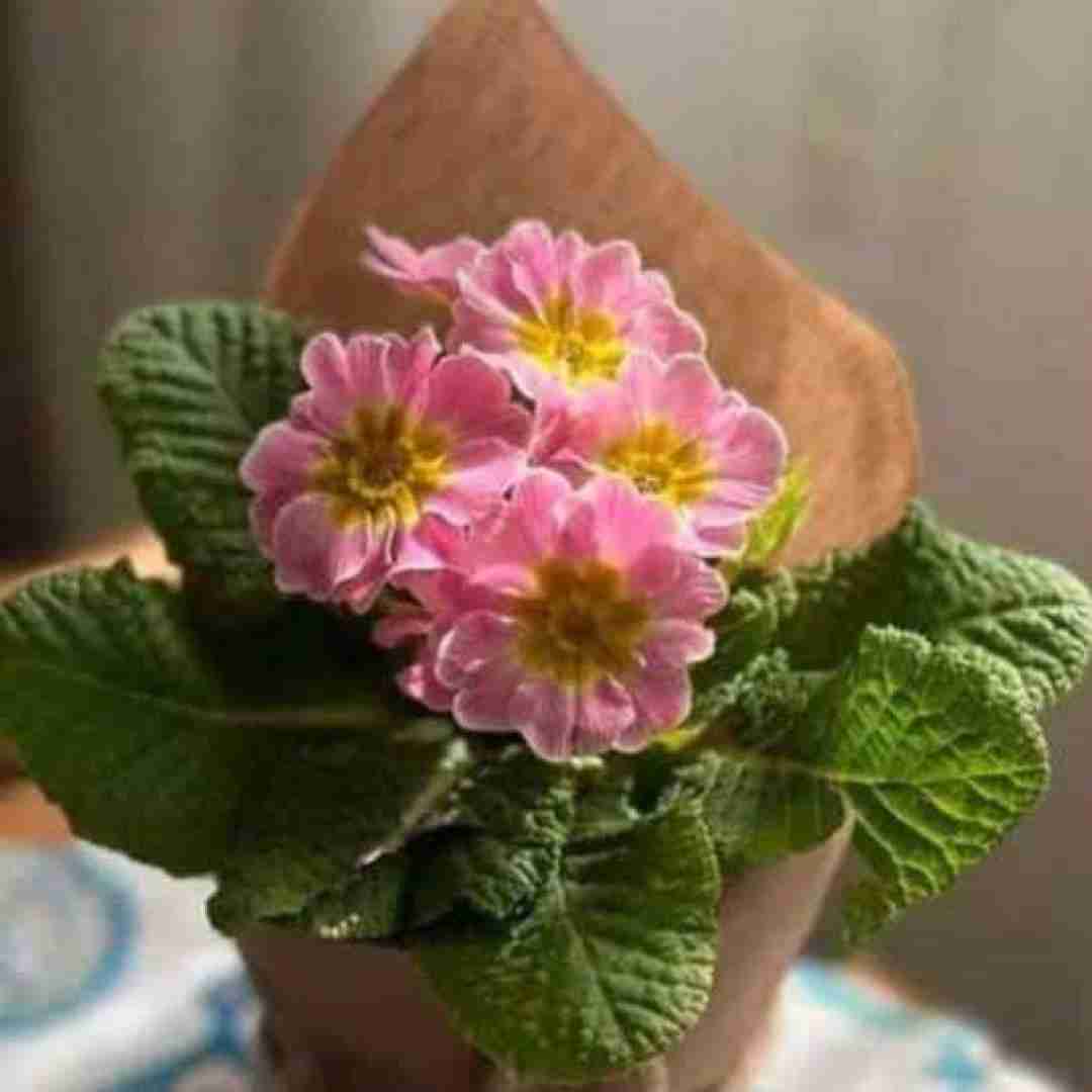  میگن آدم به آدم میرسه کوه به کوه نه