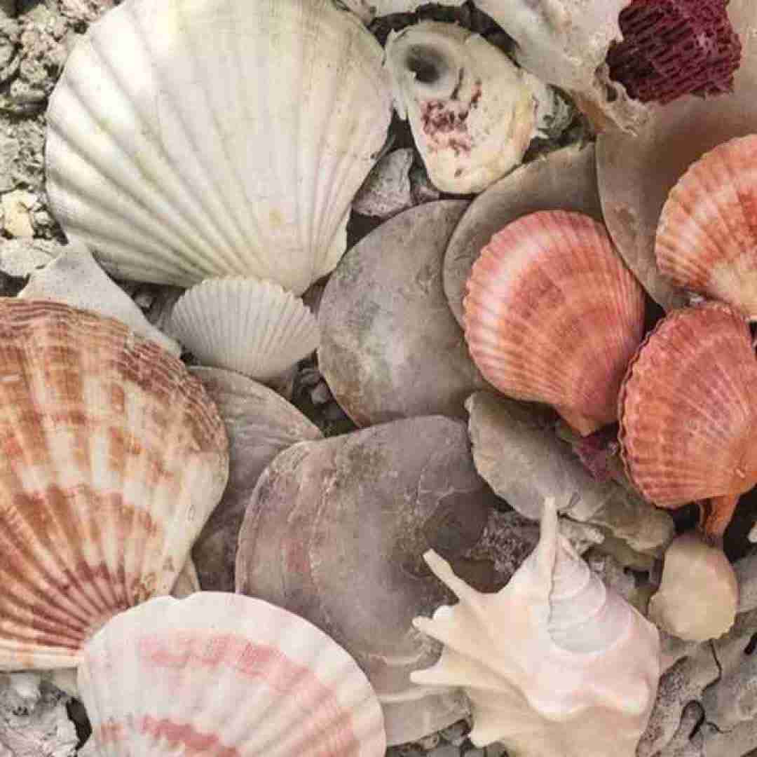  ملکه قلب من تویی درجا دلم میبری