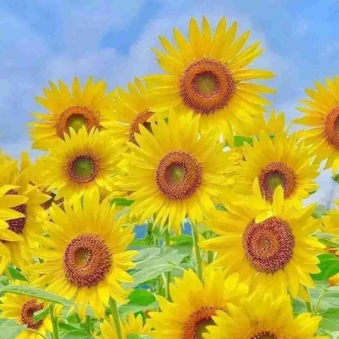  با اینکه شدی دیگه اکسم ولی هر روز میکنی سرچم