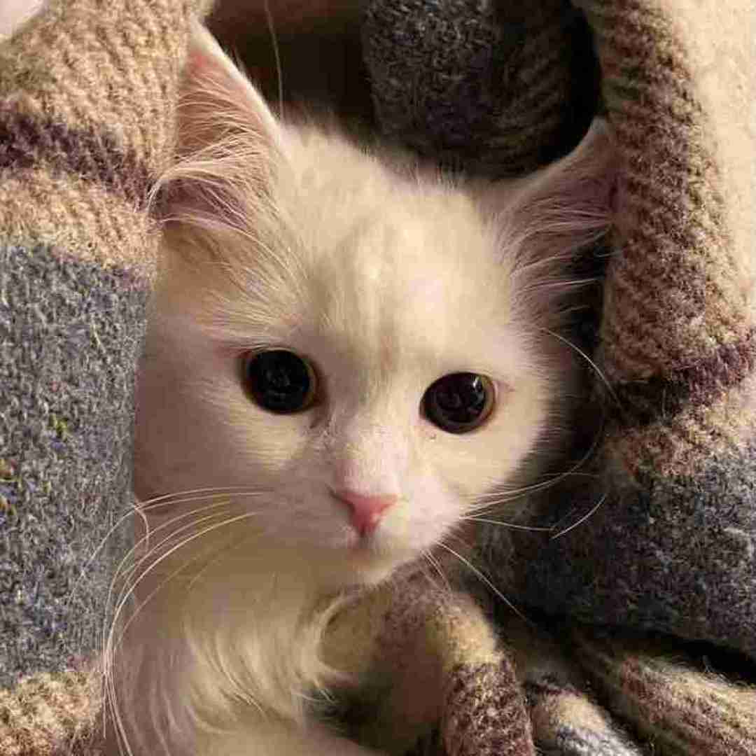 تو میگی یه وقتا گاهی پیش میاد یه اشتباهی ورژن گیتار