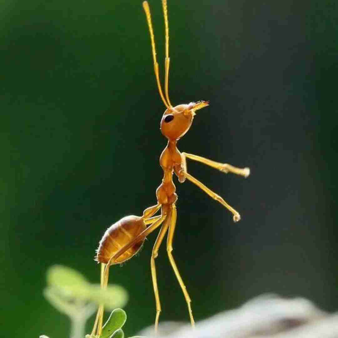  مورچه جونم تو ماهی عیب نداره سیاهی