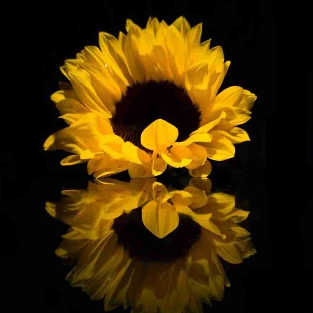  باور نکردی حرف قلبم را آرام جانم با صدای زن و مرد