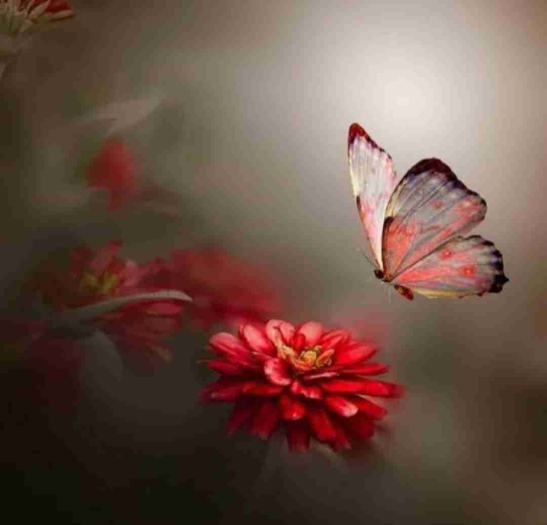 دیگه قلبم جون نداره الان حس میکنم بچم