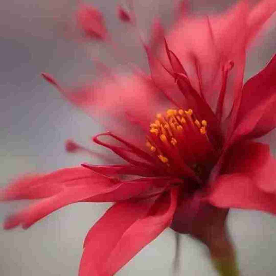 عشق واسه من یه معجزه است (ورژن خارجی اینستاگرامی)