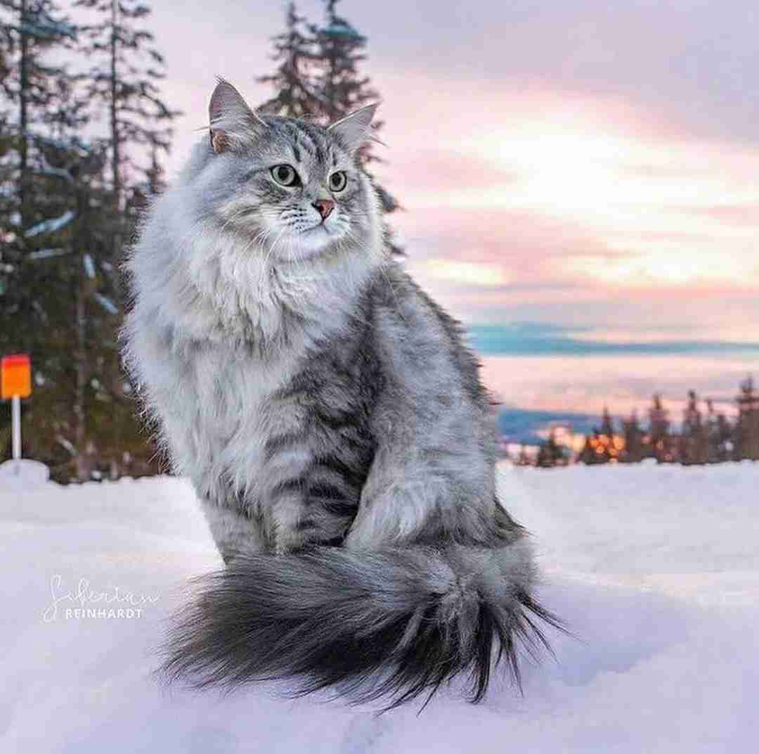  باز تهنایی وای تهنایی چه کنم مو با صدای بچه