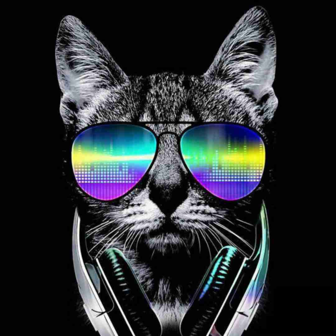 تو نامبر وان خلیجی هم جینجری هم هویجی