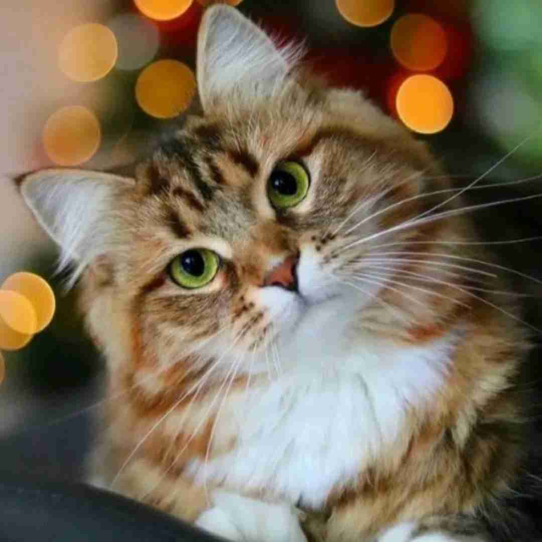 دشی گریه نمیکنم بری مگه بچم