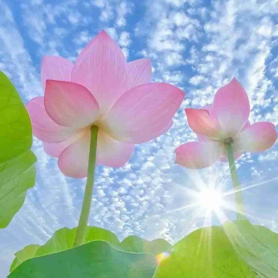  پارانویا دارم به همچی فوبیا