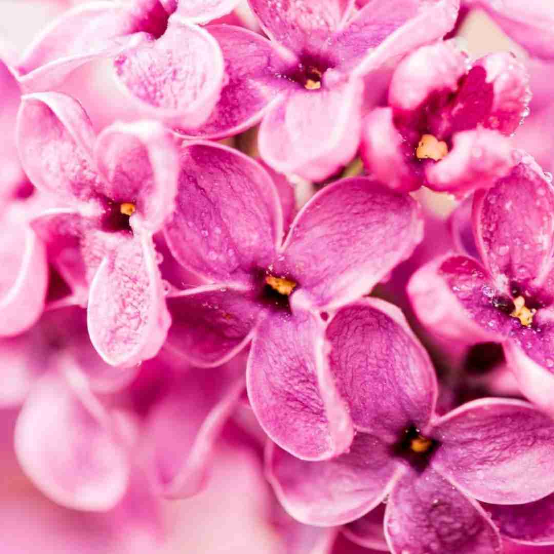  صبا جیم شبا لین بد بیا خرگوشه