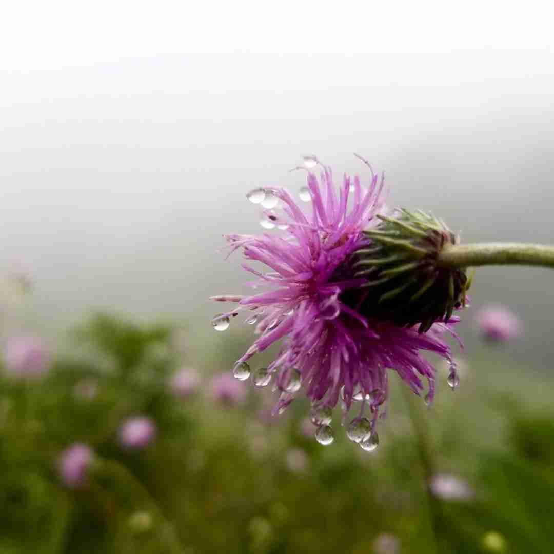 در قفس مانده ام بی نفس مانده ام با صدای زن