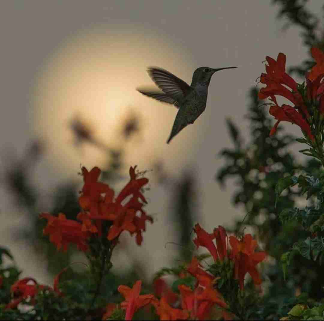  گل ایوون بهار دل من با صدای دختر اینستایی