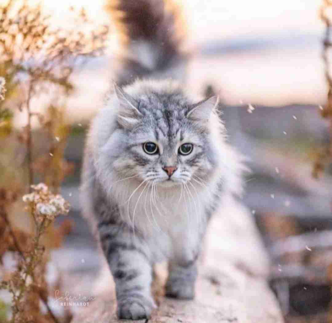  فیس کیوت ولی بد خلافه هی نوب اوه بدجور دافه