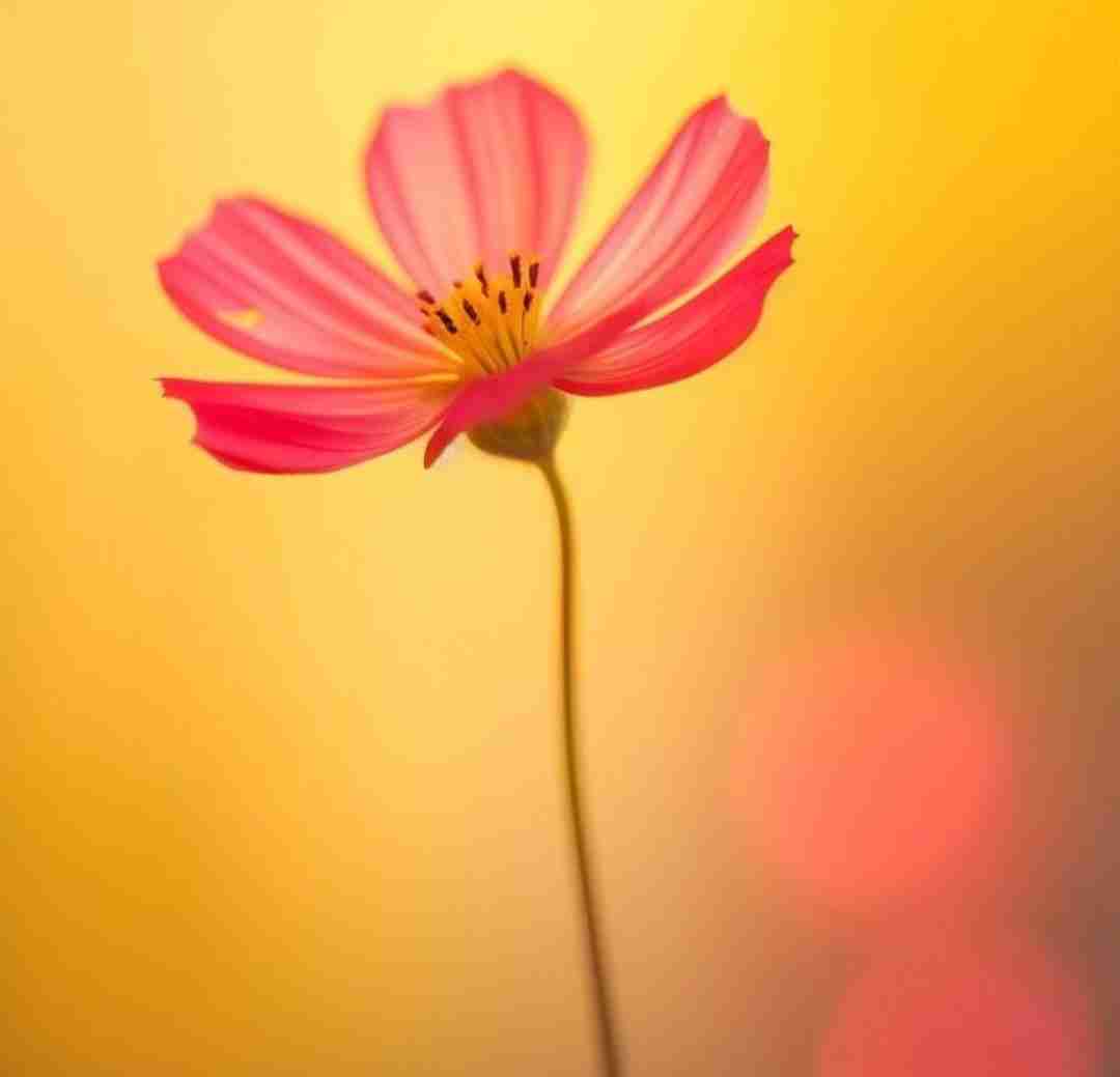  مروارید دور گردنت خودم میام میبندم با صدای دختر
