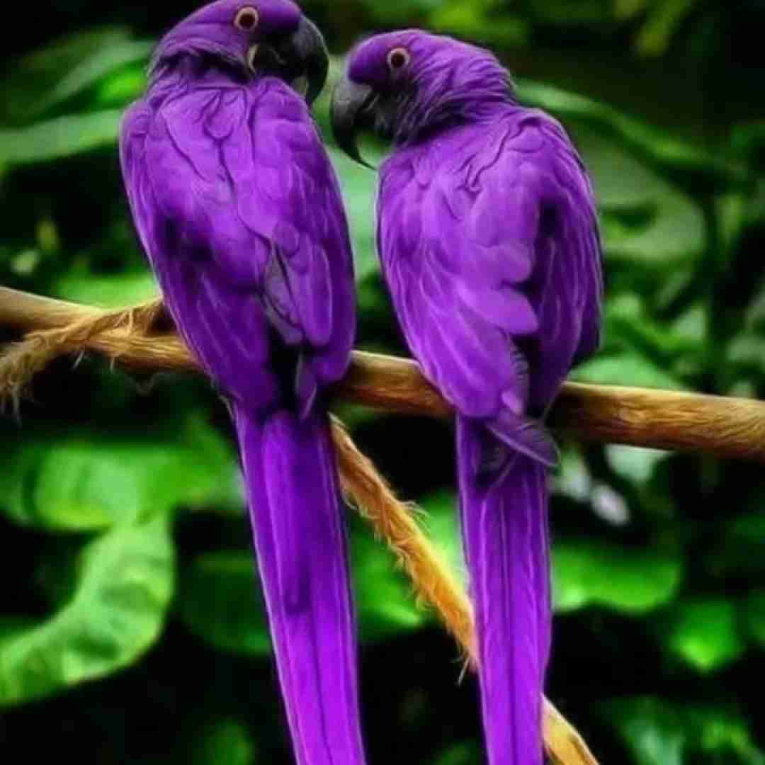  سن سنا ننا سن سنا ننا چالش اینستاگرامی