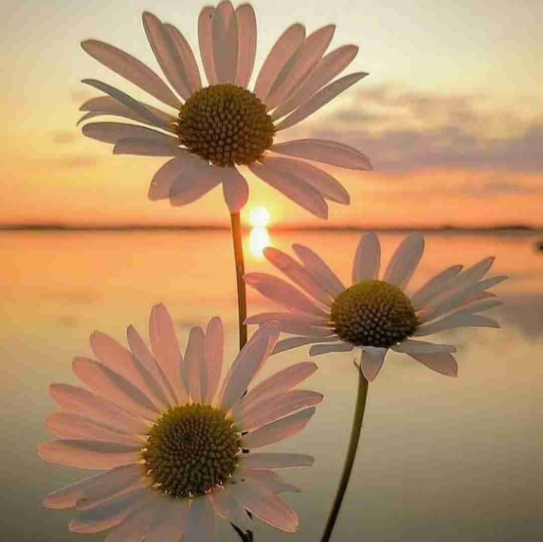 مشق امشبم هزار دفعه نوشتن از روی اسم توئه با صدای دختر