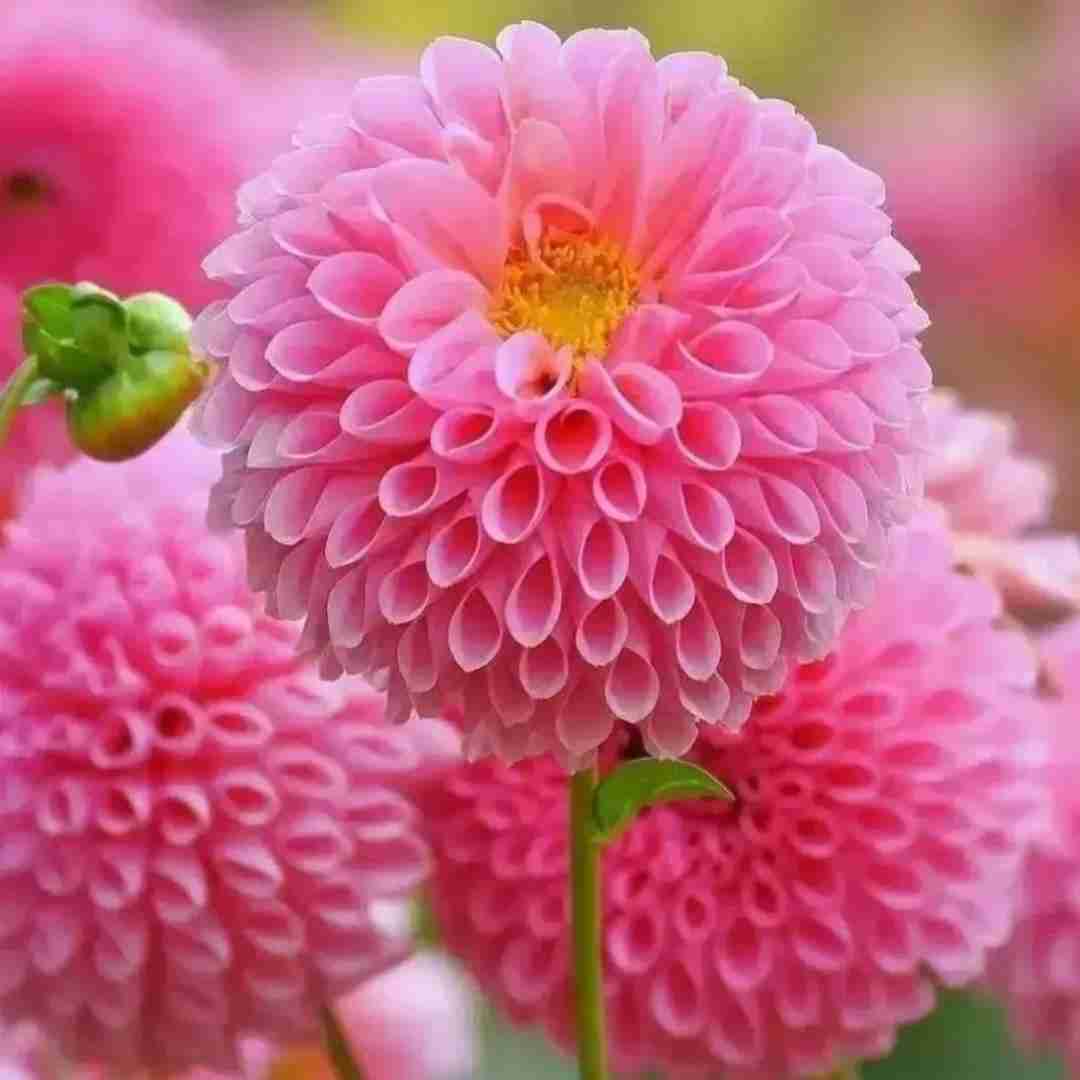  بودی پیشم صبح و شب با صدای دختر اینستایی