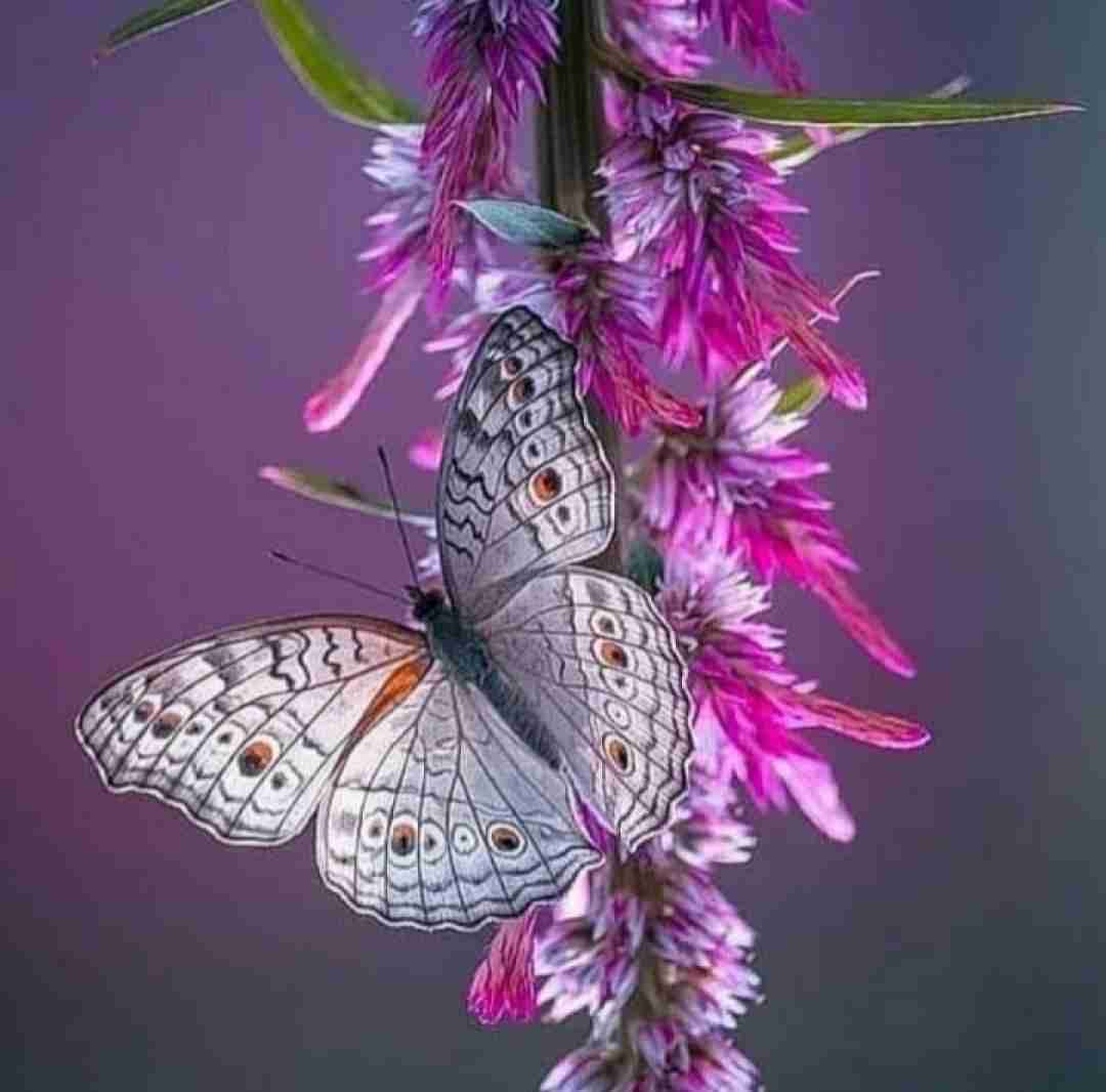 ترکی اونون بیر سودیی وار با صدای زن