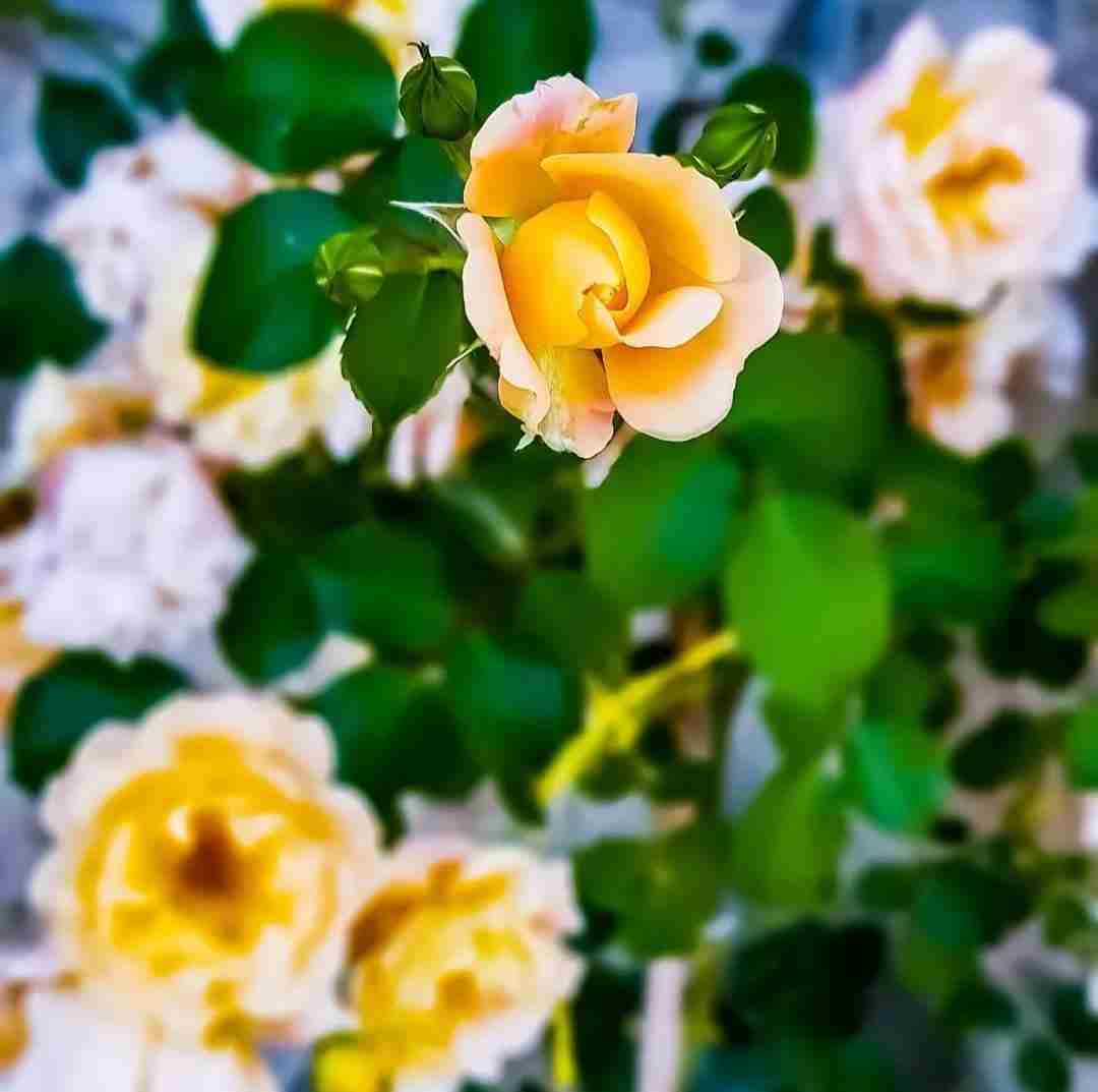  وقتی میای صدای پاتو که میشناسمش با صدای پسر بچه