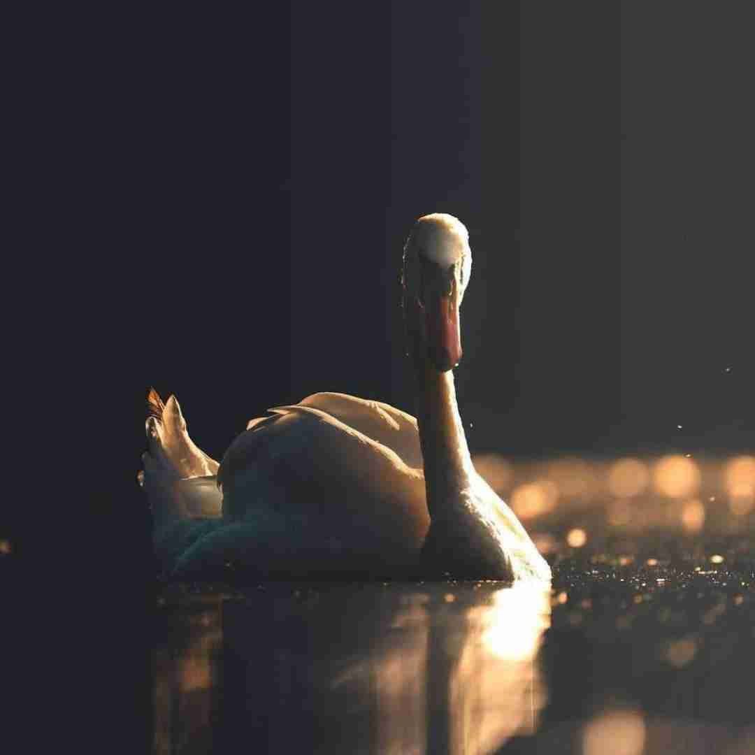  چهل و هشت ساعته الان بیدارم میبینم خواب