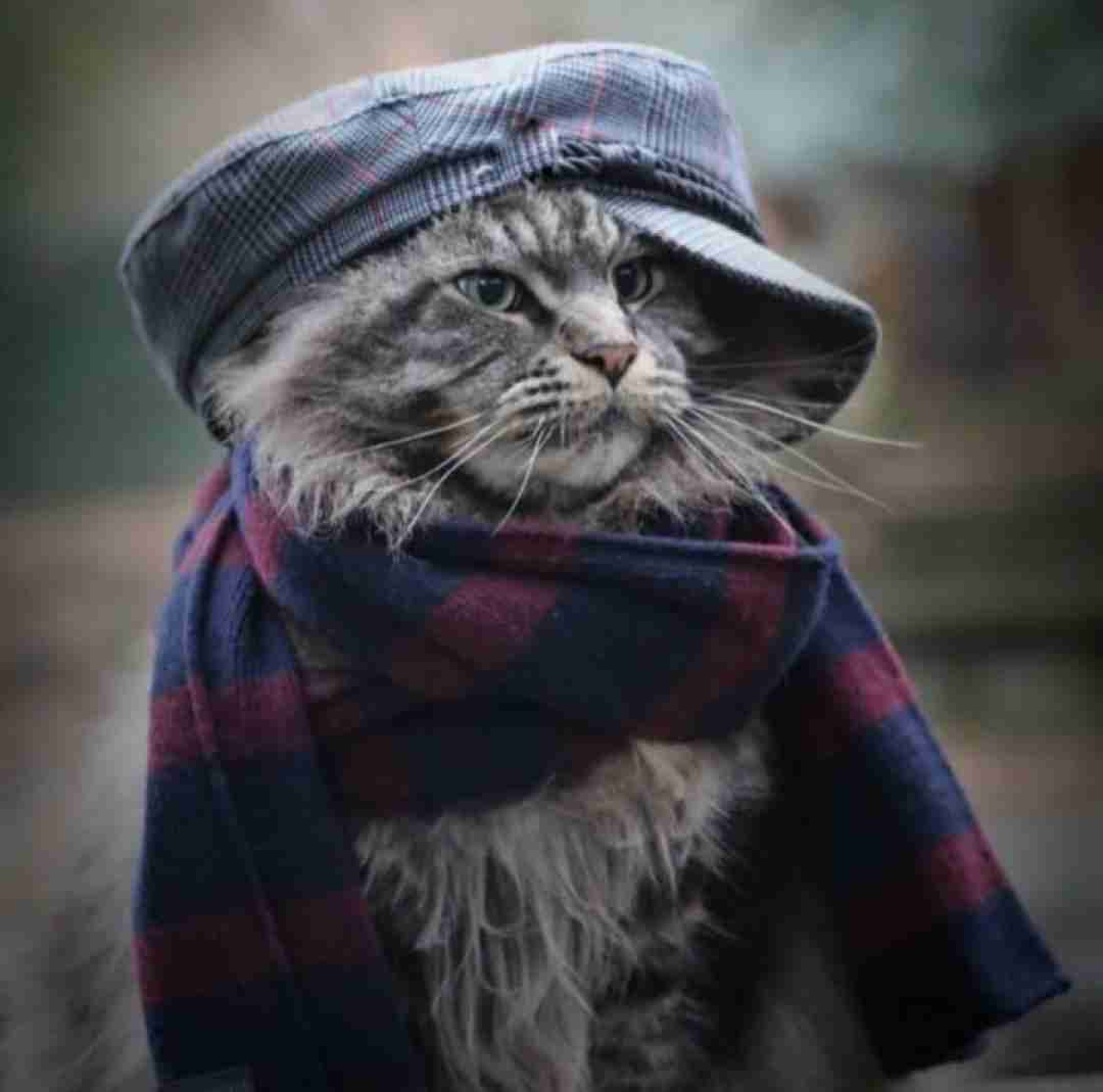  بله رو بگو ای یار عاشقت شدم ای وای
