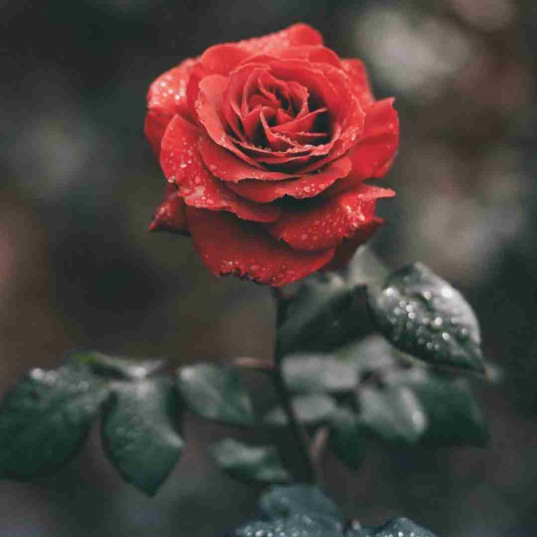 فاطمه عطایی تکلیف عشقمونو با موهات میبافم