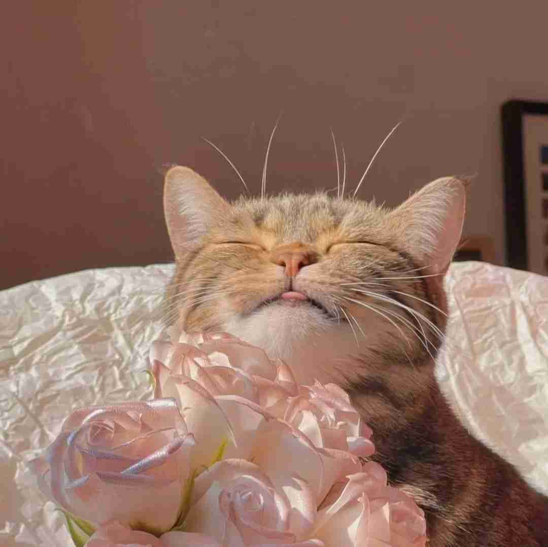  وای وای وای واویلا میکنه منو نگاه