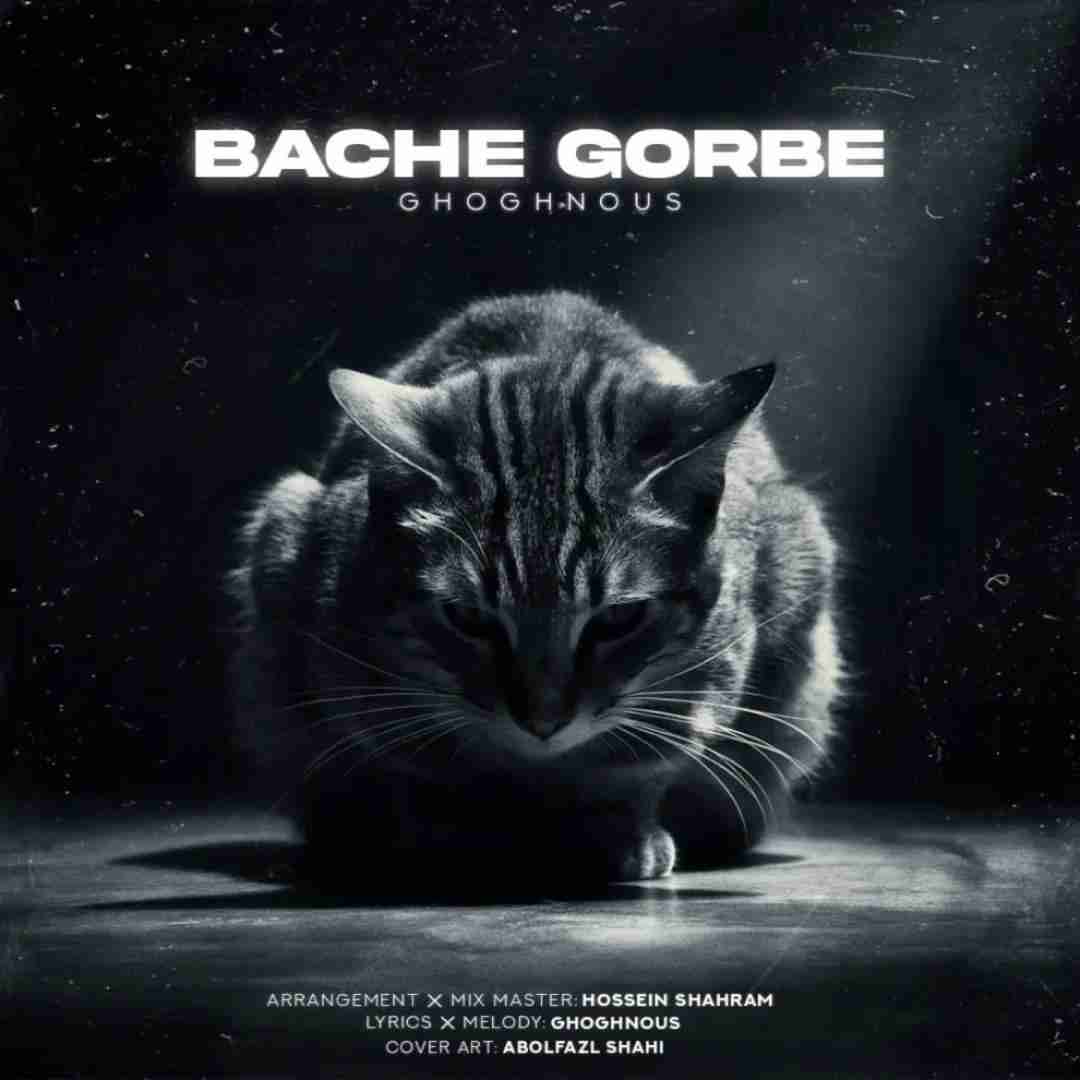 ققنوس بچه گربه