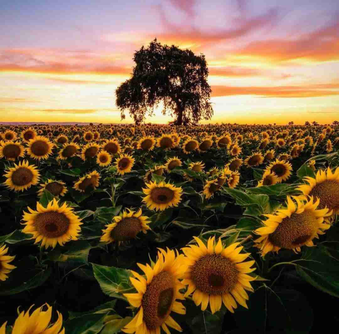 یادمه من روزای اول غروب و طلوع با صدای دختر